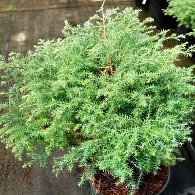 Кипарисовик СКВАРРОЗА горохоплодный  Кипарисовик СКВАРРОЗА горохоплодный в Белгороде