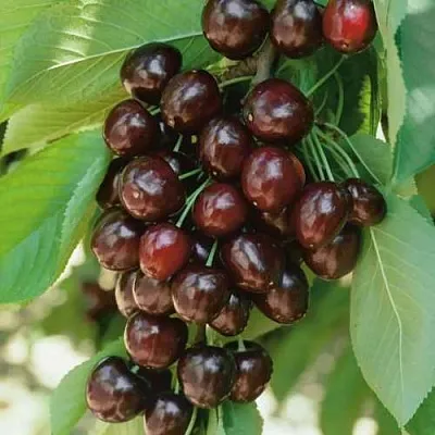 Черешня РЕВНА  Черешня РЕВНА в Белгороде