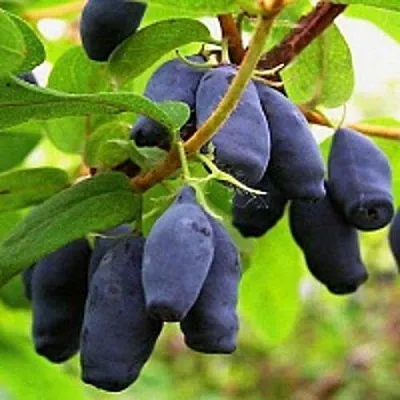 Жимолость съедобная МОСКОВСКАЯ в Белгороде