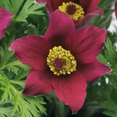 Прострел ПИНВИЛ РЕД ШЕЙДЕС в Белгороде