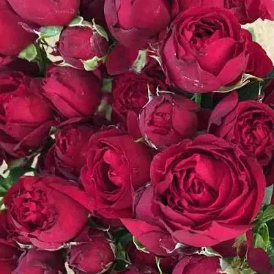 Саженцы роз РЕД БАБЛС спрей в Белгороде