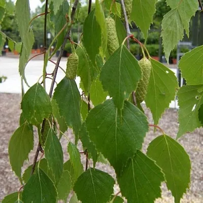 Береза ФАСЦИНЕЙШЕН белая   Береза ФАСЦИНЕЙШЕН белая  в Белгороде