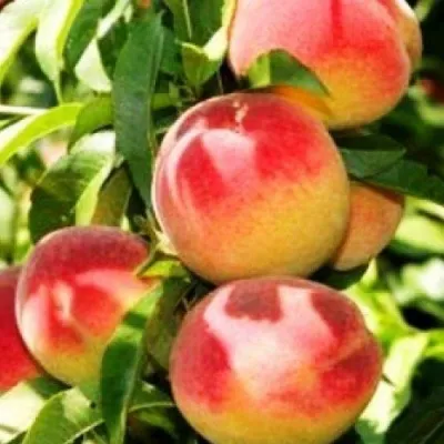 Персик НОВОСЕЛКОВСКИЙ — описание сорта Персик НОВОСЕЛКОВСКИЙ в Белгороде