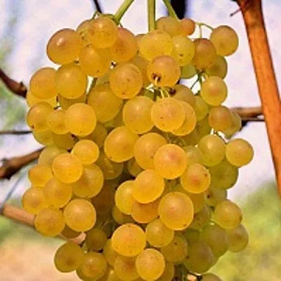 Виноград КИШМИШ КОКТЕЙЛЬ  Виноград КИШМИШ КОКТЕЙЛЬ в Белгороде