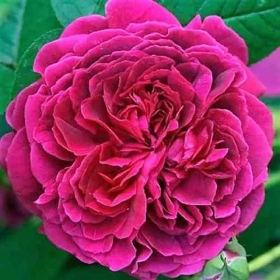 Саженцы роз ВИЛЬЯМ ШЕКСПИР английская  Саженцы роз ВИЛЬЯМ ШЕКСПИР английская в Белгороде