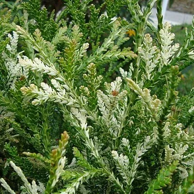 Туевик ВАРИЕГАТА долотовидный   Туевик ВАРИЕГАТА долотовидный  в Белгороде