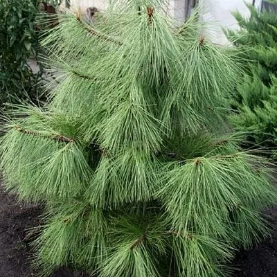 Сосна желтая   Сосна желтая  в Белгороде