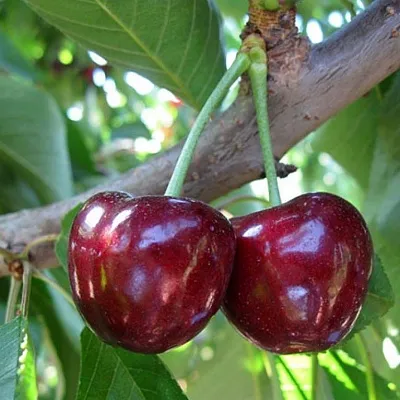 Черешня СЮБАРОВСКАЯ  Черешня СЮБАРОВСКАЯ в Белгороде