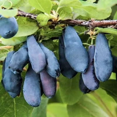 Жимолость съедобная СИБИРЯЧКА в Белгороде