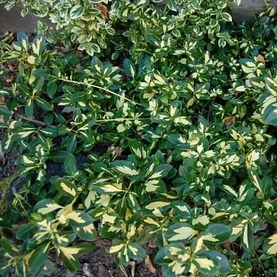 Бересклет САНСПОТ форчуна  Бересклет САНСПОТ форчуна в Белгороде