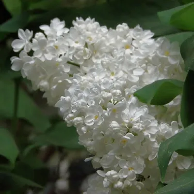 Сирень РУССКИЙ СЕВЕР  Сирень РУССКИЙ СЕВЕР в Белгороде