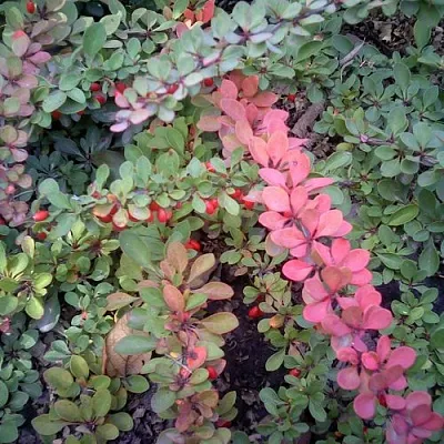 Барбарис ГРИН КАРПЕТ тунберга в Белгороде