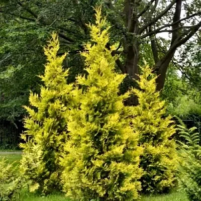 Туя ГОЛДЕН БРАБАНТ западная в Белгороде