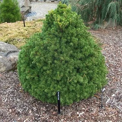 Ель ТОМПА обыкновенная в Белгороде