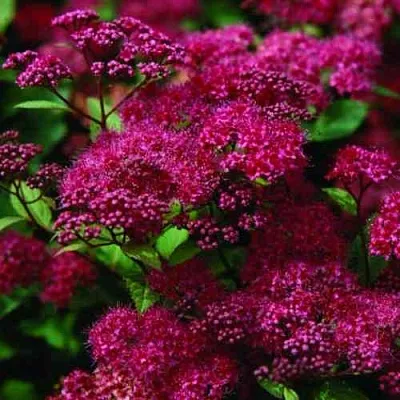 Спирея АНТОНИ ВАТЕРЕР японская  Спирея АНТОНИ ВАТЕРЕР японская в Белгороде