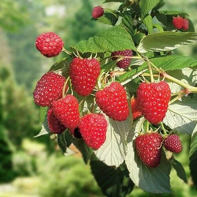 Малина РУБИФОЛ  Малина РУБИФОЛ в Белгороде