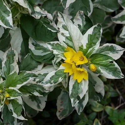 Вербейник АЛЕКСАНДР точечный  Вербейник АЛЕКСАНДР точечный в Белгороде