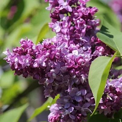 Сирень ИЗОБИЛИЕ  Сирень ИЗОБИЛИЕ в Белгороде