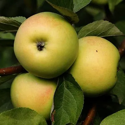 Яблоня ДАНИЛА  Яблоня ДАНИЛА в Белгороде
