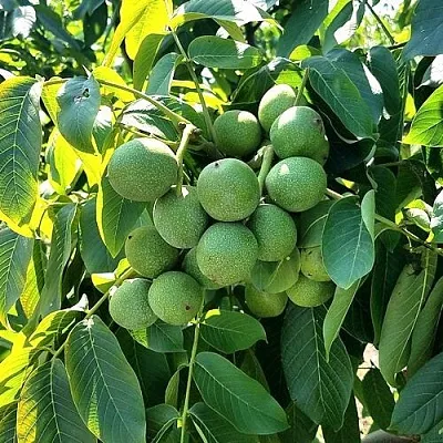 Грецкий орех  ИЗЯЩНЫЙ  Грецкий орех  ИЗЯЩНЫЙ в Белгороде