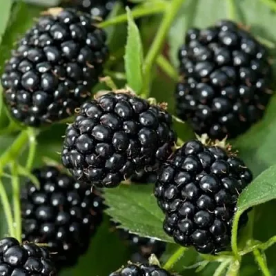 Ежевика ТРИПЛ КРАУН бесшипная  Ежевика ТРИПЛ КРАУН бесшипная в Белгороде