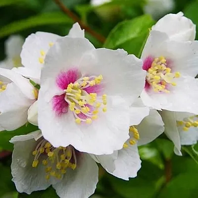 Жасмин БЕЛЬ ЭТУАЛЬ  Жасмин БЕЛЬ ЭТУАЛЬ в Белгороде