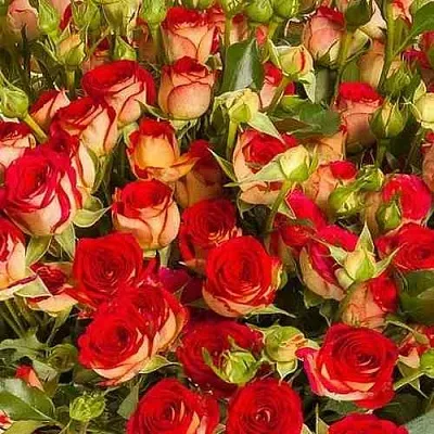 Саженцы роз РУБИЭЛЛА спрей в Белгороде