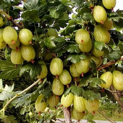 Крыжовник ИНВИКТА в Белгороде
