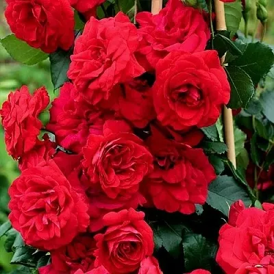 Саженцы роз АМАДЕУС плетистая  Саженцы роз АМАДЕУС плетистая в Белгороде