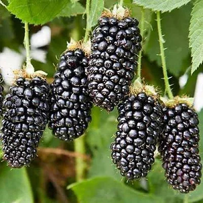 Ежевика КАРАКА БЛЭК  Ежевика КАРАКА БЛЭК в Белгороде