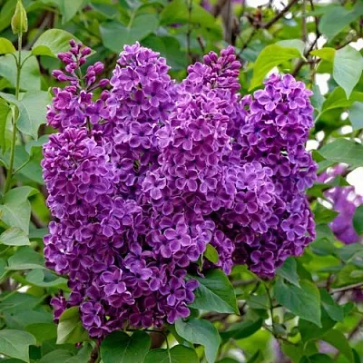 Сирень СУМЕРКИ  Сирень СУМЕРКИ в Белгороде