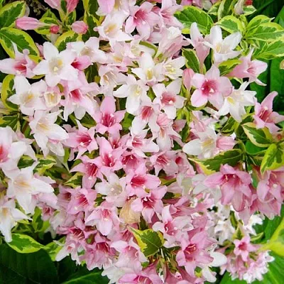 Вейгела САННИ ПРИНЦЕСС  Вейгела САННИ ПРИНЦЕСС в Белгороде