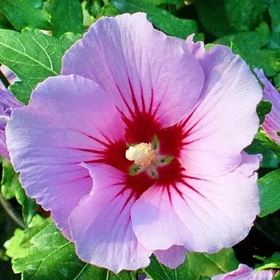 Гибискус ПИНК ФЛИРТ сирийский  Гибискус ПИНК ФЛИРТ сирийский в Белгороде