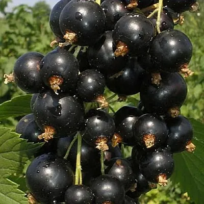 Смородина черная ИСКУШЕНИЕ  Смородина черная ИСКУШЕНИЕ в Белгороде