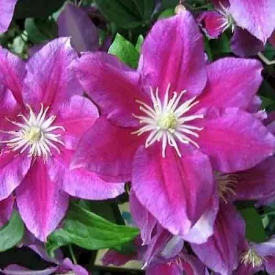 Клематис ХАНИЯ  Клематис ХАНИЯ в Белгороде