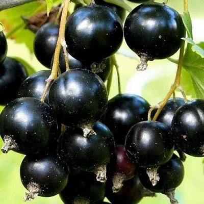 Смородина чёрная СОКРОВИЩЕ  Смородина чёрная СОКРОВИЩЕ в Белгороде