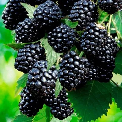 Ежевика ЛОХТЕЙ бесшипная  Ежевика ЛОХТЕЙ бесшипная в Белгороде