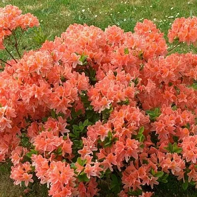 Рододендрон ЯПОНСКИЙ ОРАНЖЕВЫЙ  Рододендрон ЯПОНСКИЙ ОРАНЖЕВЫЙ в Белгороде