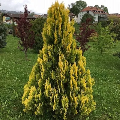 Туя ЕЛЛОУ РИББОН западная в Белгороде