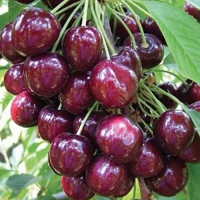 Черешня СЭМ колонновидная в Белгороде