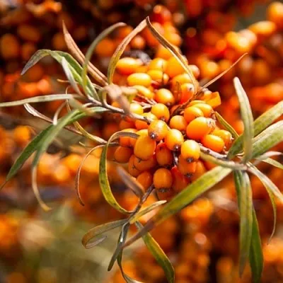 Облепиха ФИНСКАЯ в Белгороде