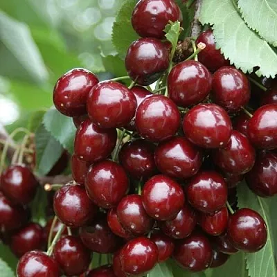 Черешня СИЛЬВИЯ колоновидная в Белгороде