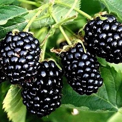 Ежевика ПРАЙМ АРК ТРЕВЕЛЕР ремонтантная  Ежевика ПРАЙМ АРК ТРЕВЕЛЕР ремонтантная в Белгороде