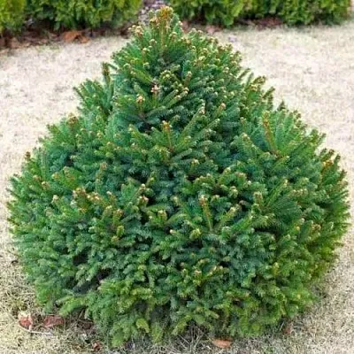 Ель БАРРИ обыкновенная в Белгороде