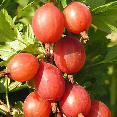 Крыжовник МАШЕКА в Белгороде