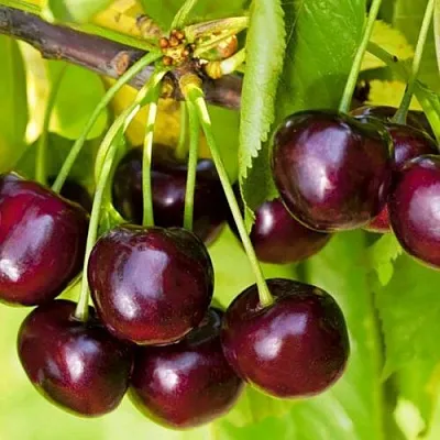 Черешня ИПУТЬ  Черешня ИПУТЬ в Белгороде