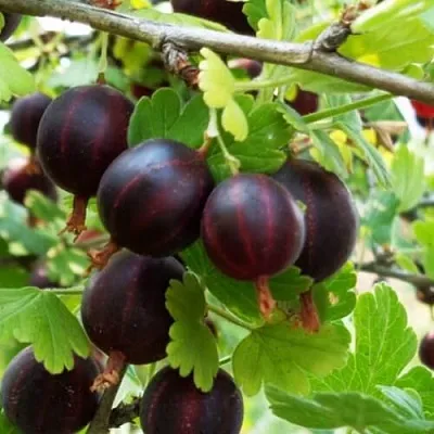 Крыжовник СЕВЕРНЫЙ КАПИТАН в Белгороде