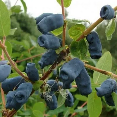 Жимолость съедобная ПУШКИНСКАЯ в Белгороде