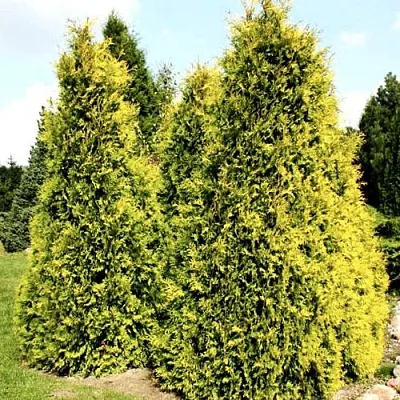 Туя САЛЛАНД западная  Туя САЛЛАНД западная в Белгороде