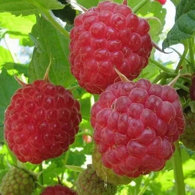 Малина НОВОСТЬ КУЗЬМИНА   Малина НОВОСТЬ КУЗЬМИНА  в Белгороде